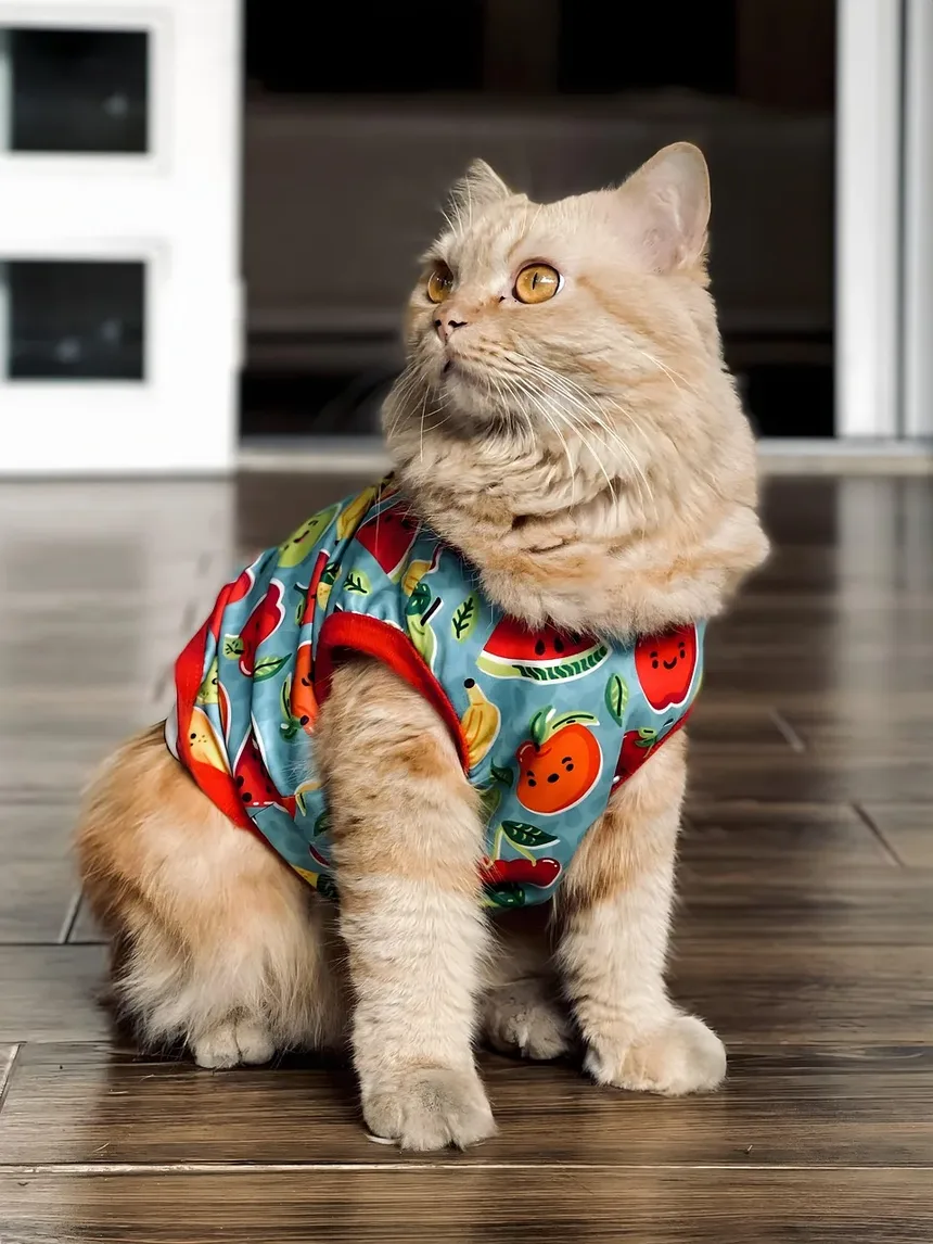 Sinais de Infecção Torácica em Gatos: Um Guia Completo para Donos de Animais