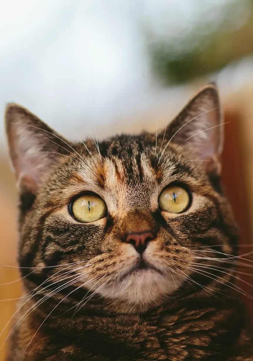 Sinais de Infecção Torácica em Gatos: Um Guia Completo para Donos de Animais