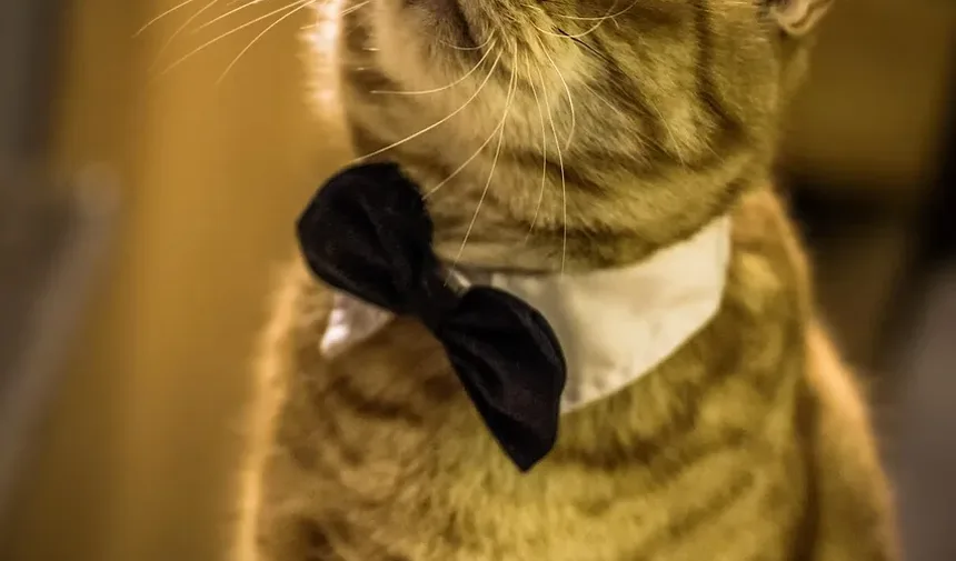 Sinais de Infecção Torácica em Gatos: Um Guia Completo para Donos de Animais