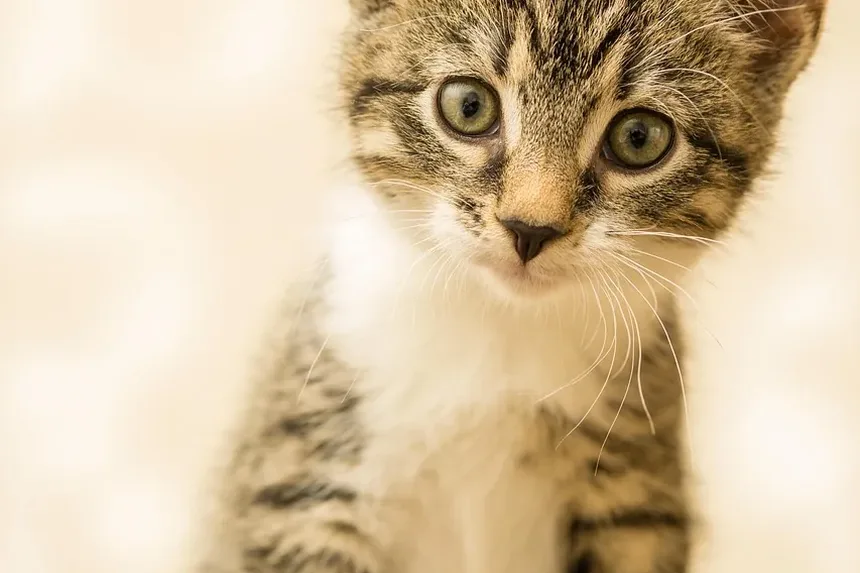 Sinais de Infecção Torácica em Gatos: Um Guia Completo para Donos de Animais