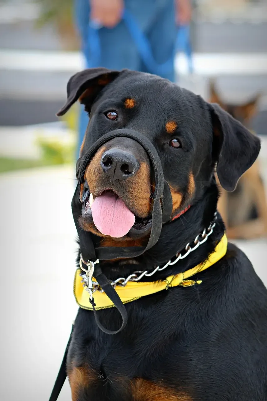 Sinais de Intoxicação em Cães na África do Sul: O Que Todo Dono de Cão Deve Saber