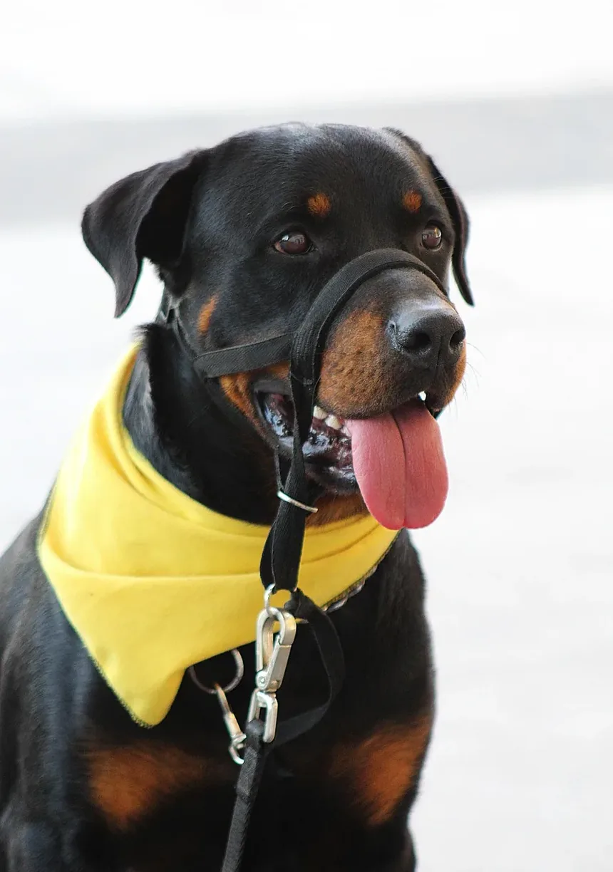 Sinais de Intoxicação em Cães na África do Sul: O Que Todo Dono de Cão Deve Saber