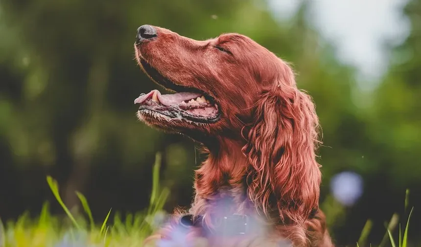 Sinais de Intoxicação em Cães na África do Sul: O Que Todo Dono de Cão Deve Saber