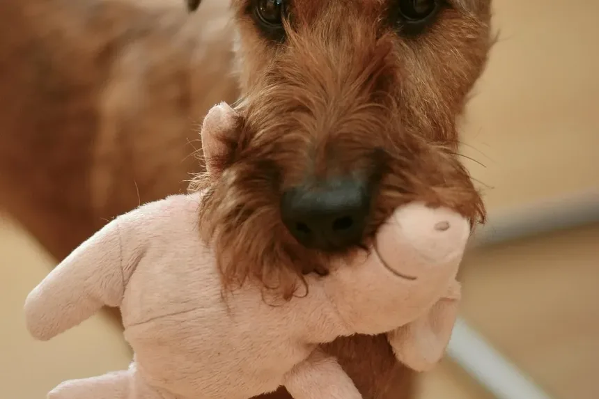Sinais de Intoxicação em Cães na África do Sul: O Que Todo Dono de Cão Deve Saber