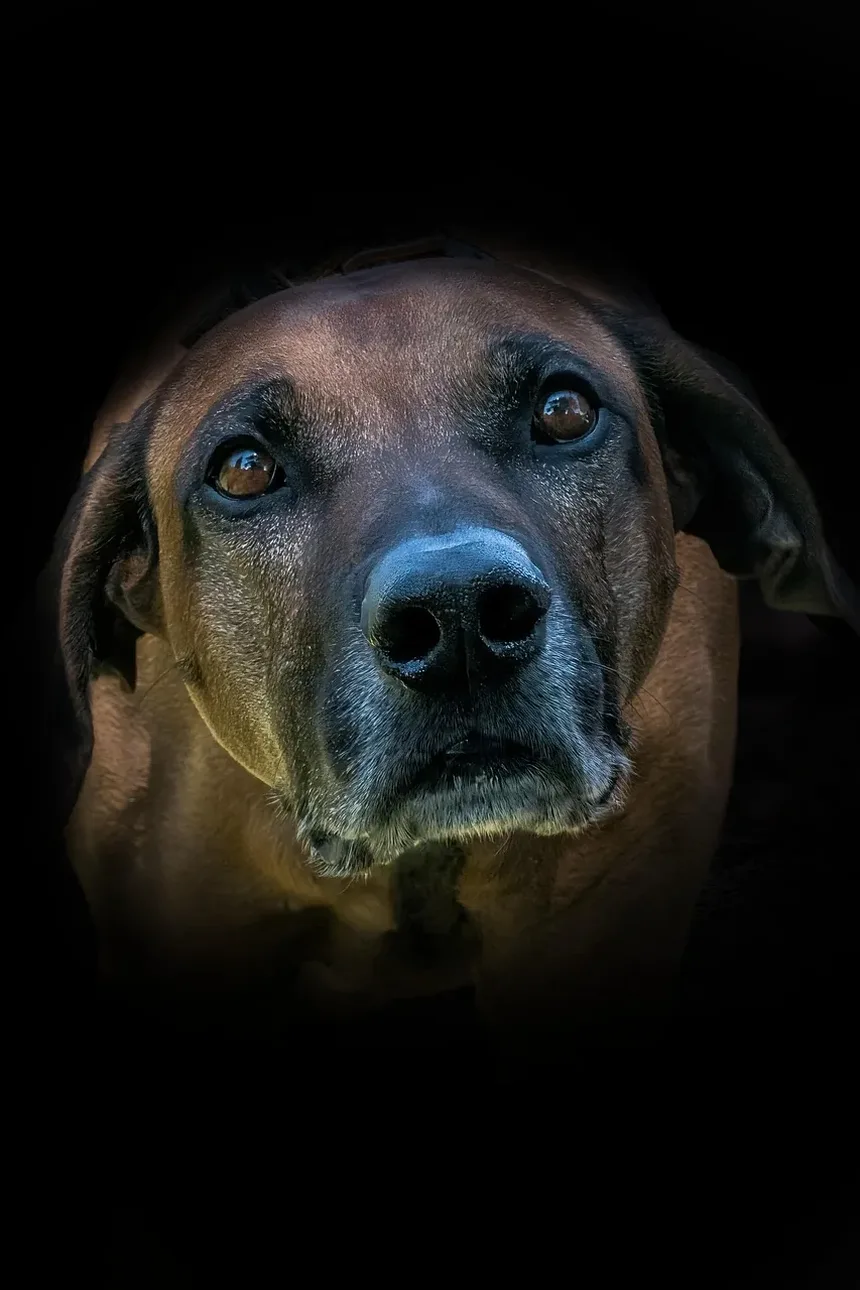 Uso de Compressas Quentes para a Saúde Ocular do Seu Cão
