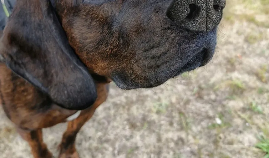 Uso de Compressas Quentes para a Saúde Ocular do Seu Cão
