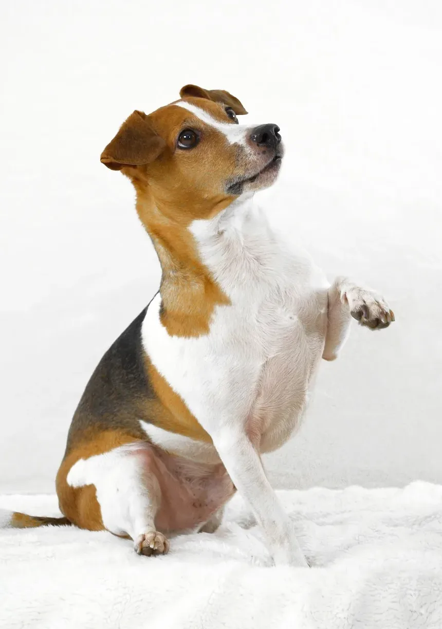 O que Posso Dar ao Meu Cão para Alergias de Pele Graves?