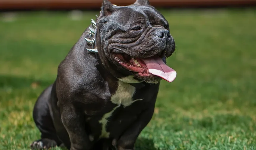 O que Posso Dar ao Meu Cão para Alergias de Pele Graves?