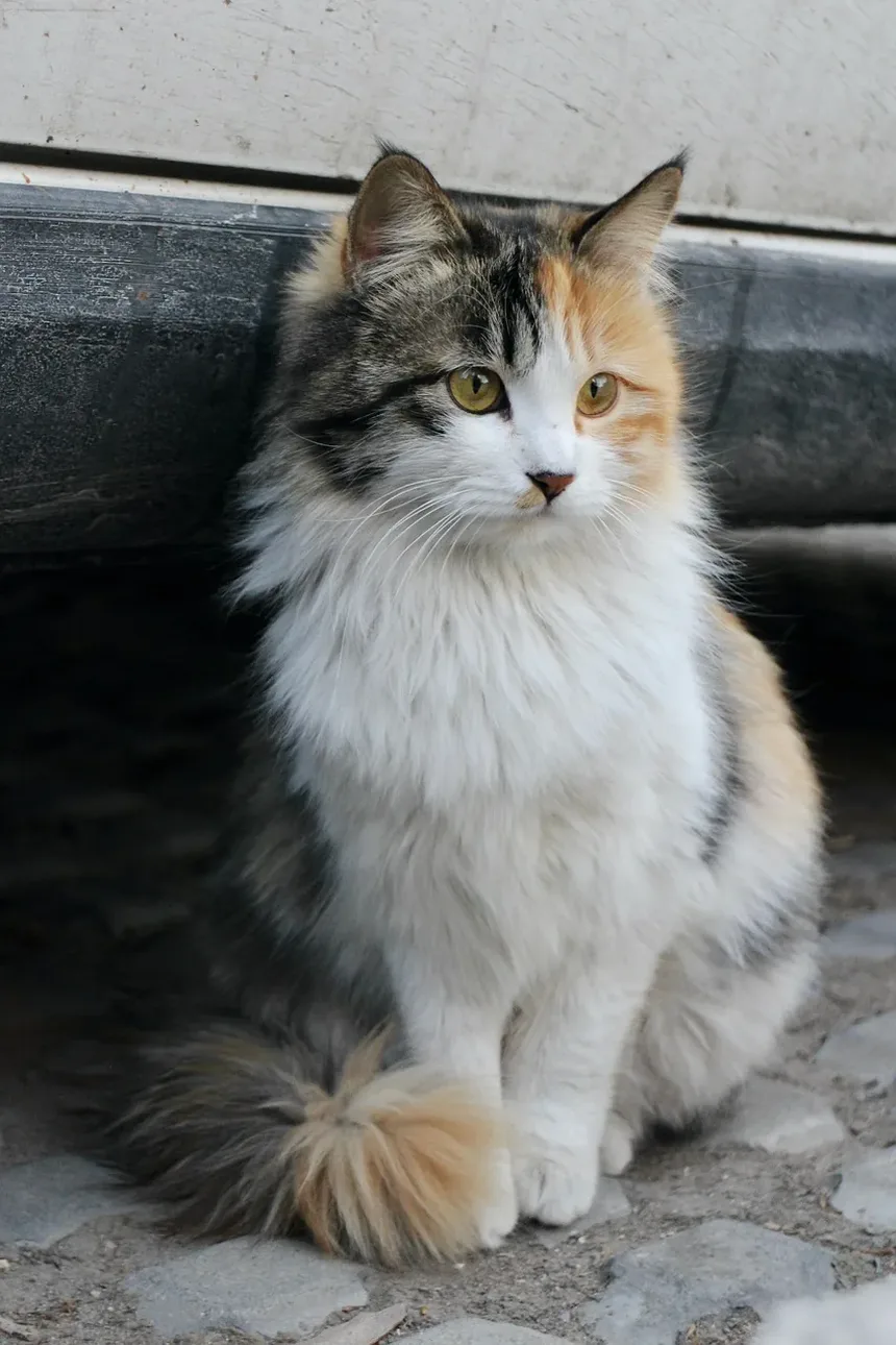 O Que Acontece Se Gatos Comerem Hera-Veneno