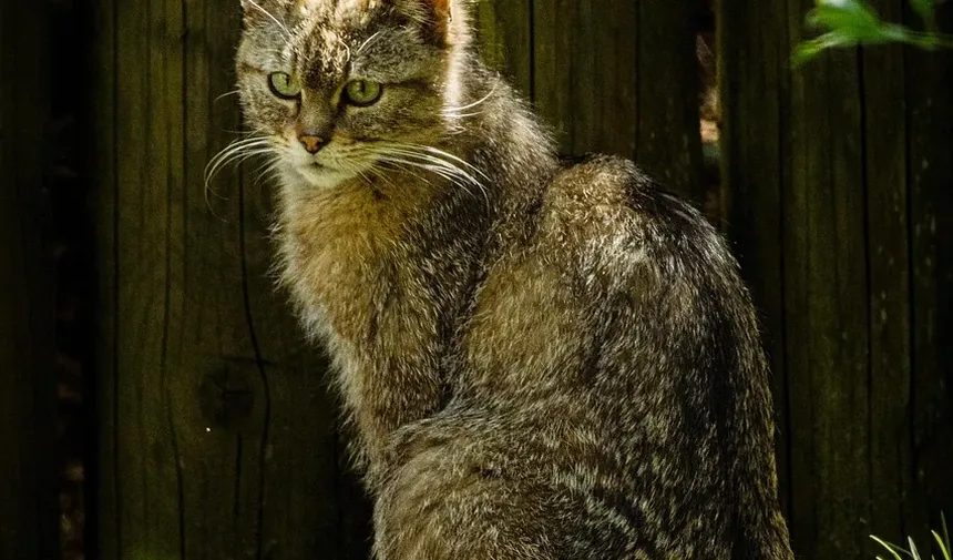 O Que Acontece Se Gatos Comerem Hera-Veneno