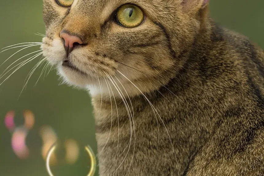 O Que Acontece Se Gatos Comerem Hera-Veneno