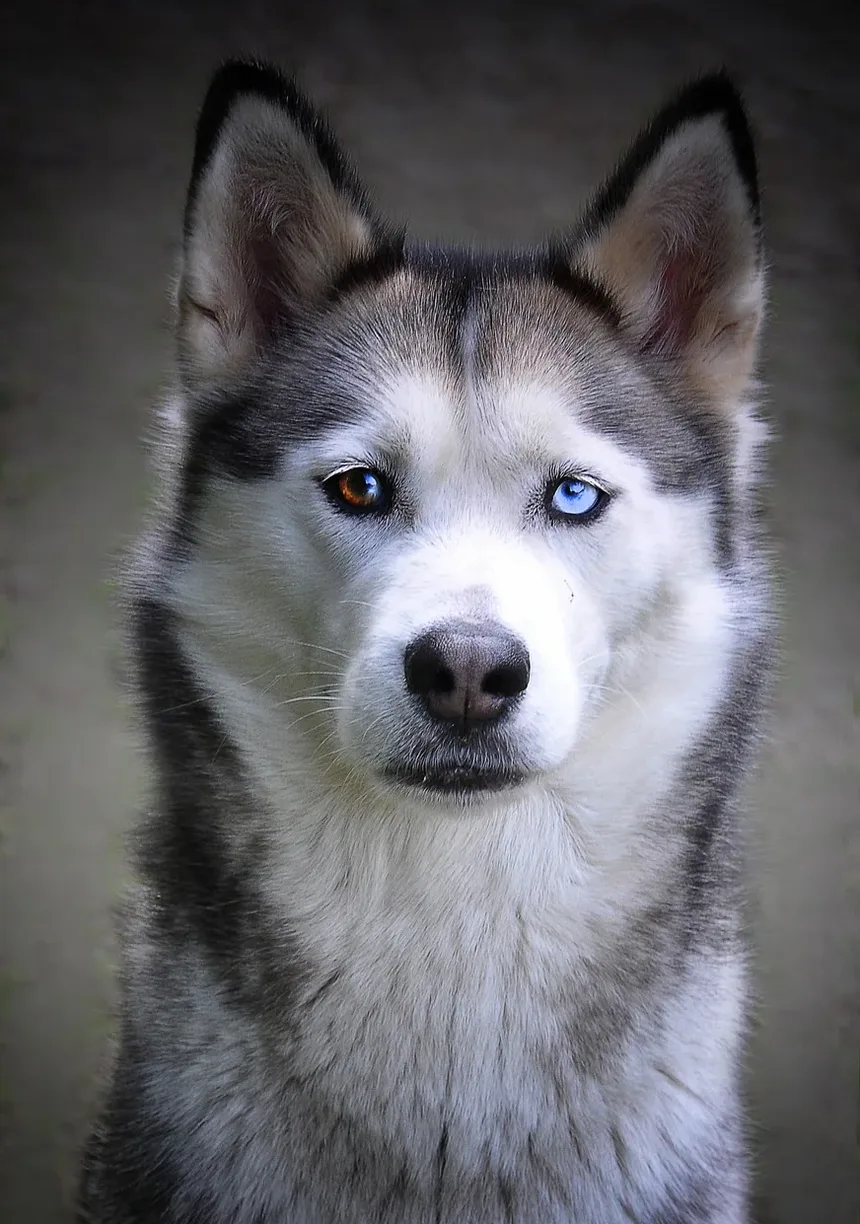 O que Fazer com a Patinha de Cachorro Sangrando: Um Guia Completo
