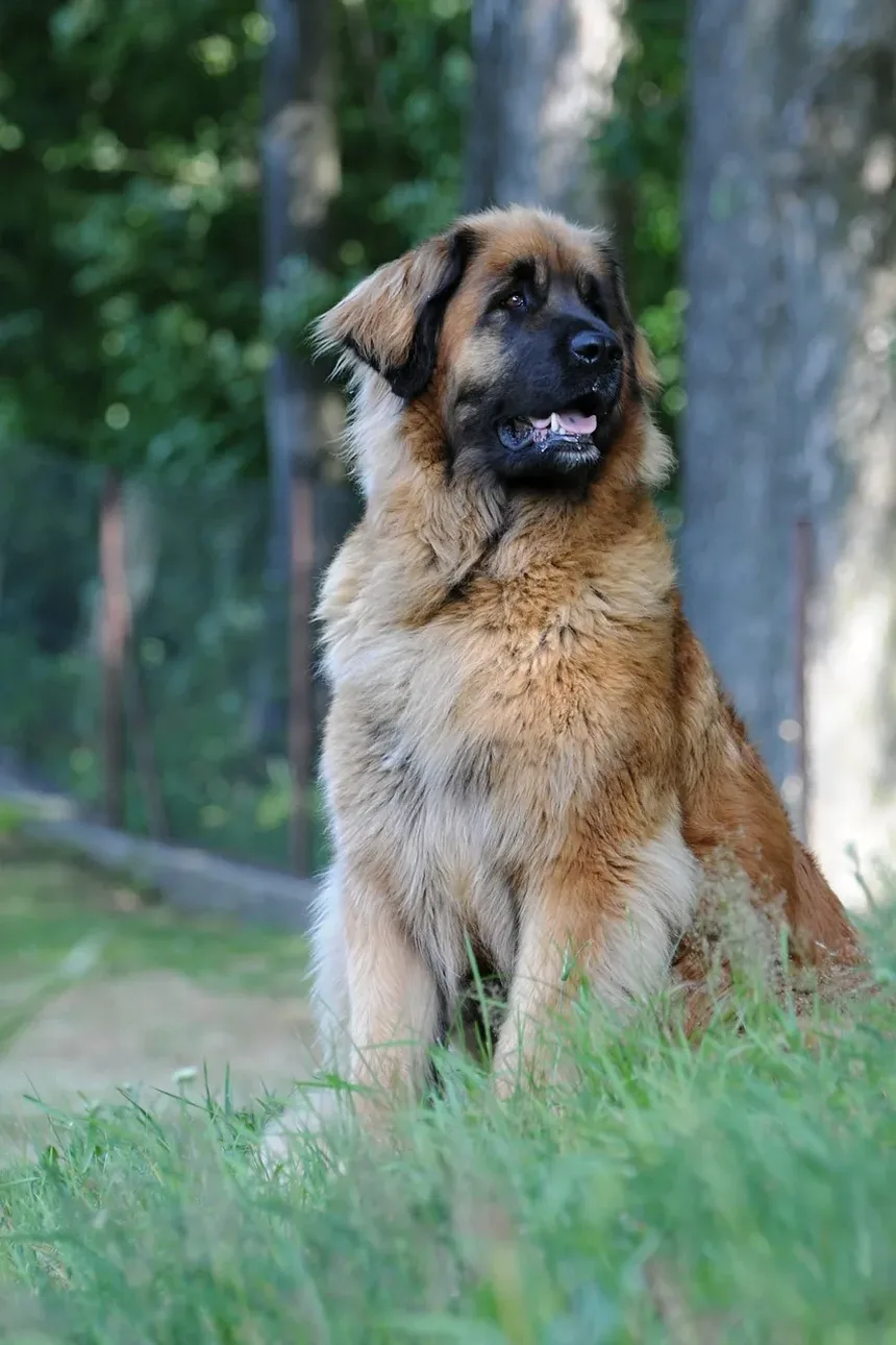 O que Fazer Se o Cachorro Morder Mas Não Sair Sangue: Um Guia Completo de Primeiros Socorros