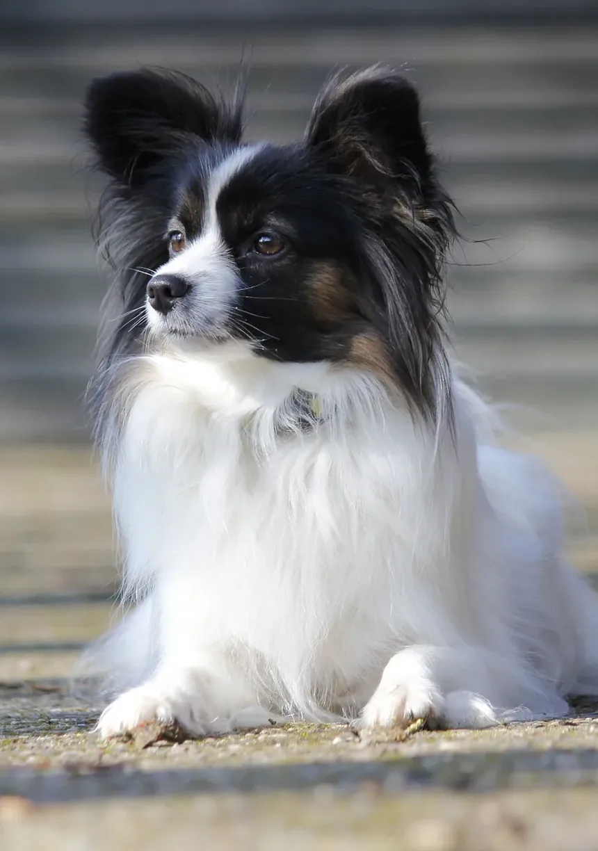 O que Fazer Se o Cachorro Morder Mas Não Sair Sangue: Um Guia Completo de Primeiros Socorros