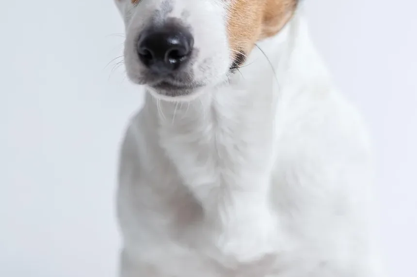O que Fazer Se o Cachorro Morder Mas Não Sair Sangue: Um Guia Completo de Primeiros Socorros