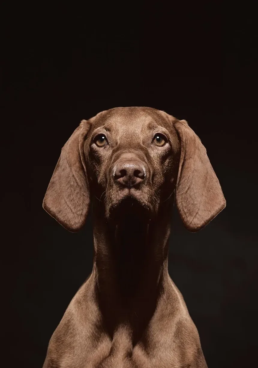 O Que Fazer Se Seu Cão Comer Carvalho-Veneno