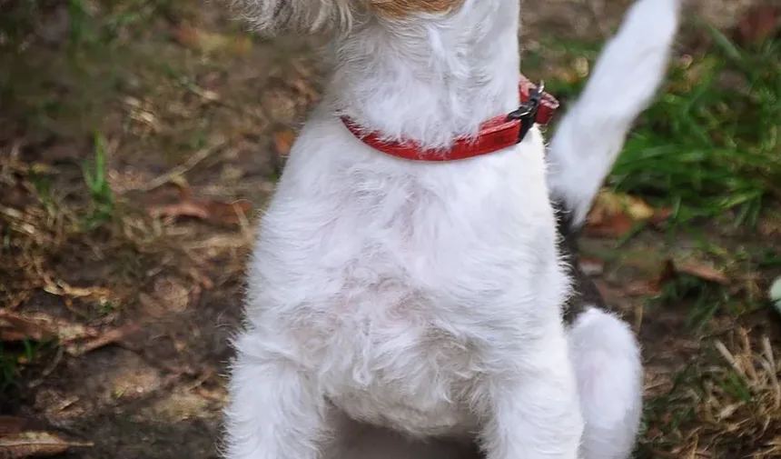 O Que Fazer Se Seu Cão Comer Carvalho-Veneno