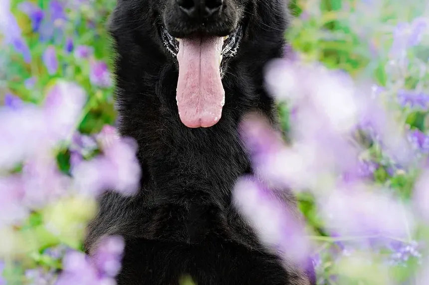 O Que Fazer Se Seu Cão Comer Carvalho-Veneno