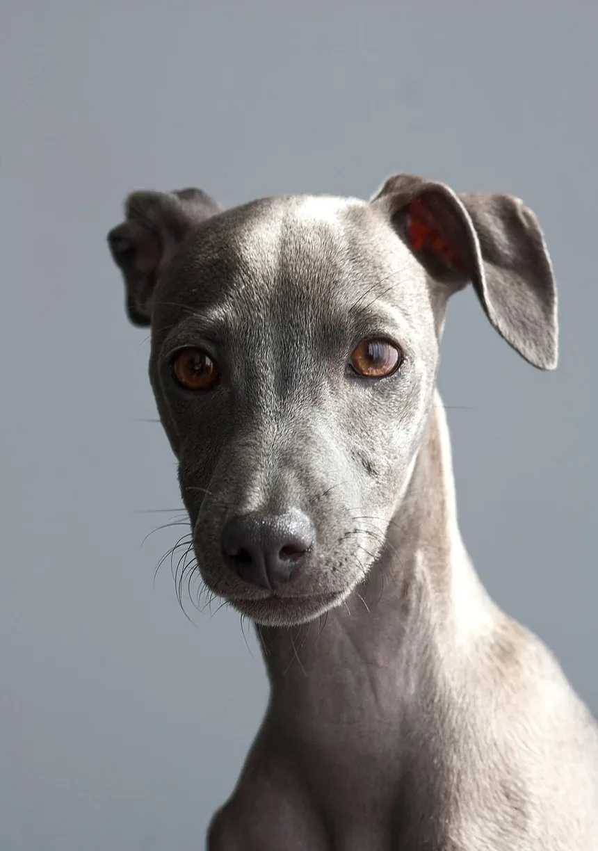 O Que Fazer Se Seu Cão Comer Veneno para Ratos: Remédios Caseiros e Passos de Emergência