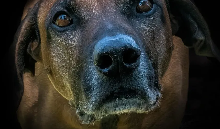 O Que Fazer Se Seu Cão Comer Veneno para Ratos: Remédios Caseiros e Passos de Emergência